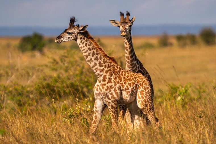 059 Masai Mara.jpg